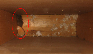 A mouse living in the walls of a traditionally built wood home
